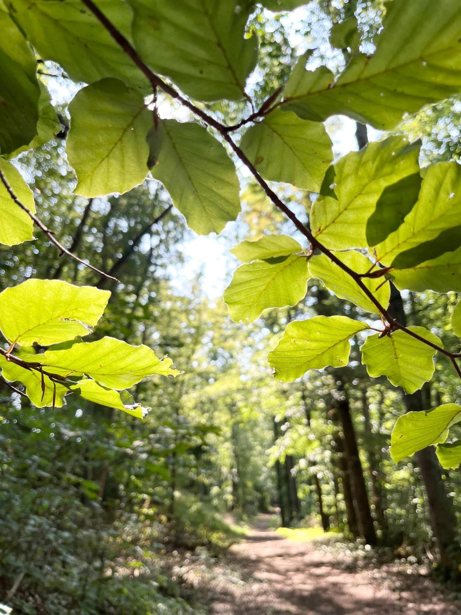 Tauberchalet - Luxury Biohacking & Natur-Retreat Mit Whirlpool & Sauna - Familienfreundlich Rothenburg ob der Tauber Buitenkant foto